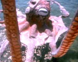 Hobotnica Gigantus