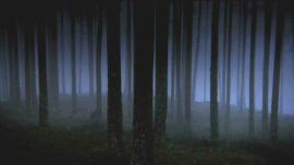 'Maglovita noć kroz koju proviruju stabla'